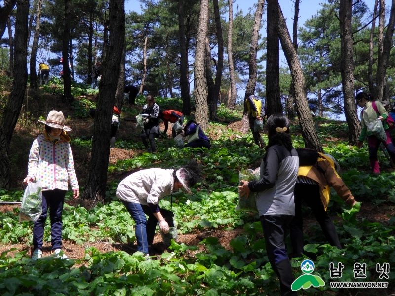 0422 축산과-유기농 곤달비 수확체험 인기 최고5.JPG