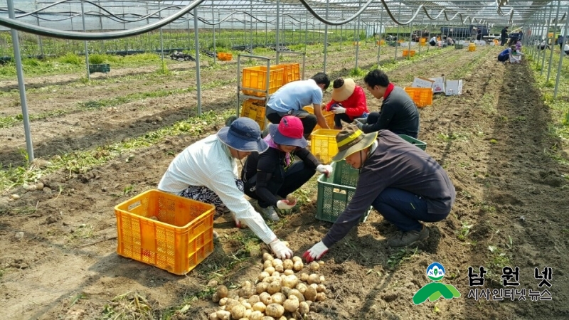 0615 사매면 - 문화예술과, 관광과, 사매면사무소 직원 농촌일손 돕기 3.jpg