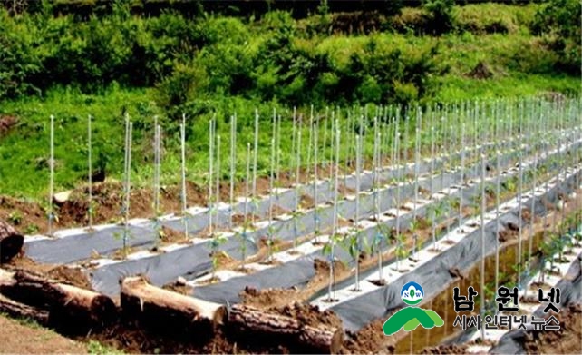 0524현장지원과-다수확 고품질 고추 생산을 위한 정식후 생육관리 요령1.jpg